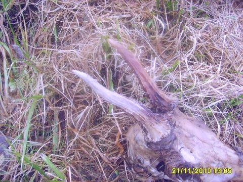 muj nalez č 26 cca od roku 1994