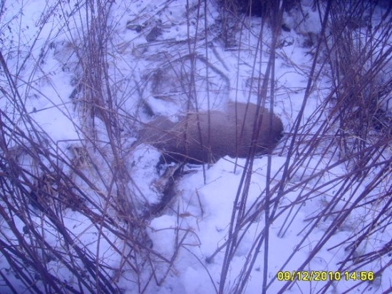 uhyn srna asi prvni obět zimi 2010