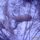 uhyn srna asi prvni obět zimi 2010