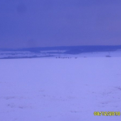 srnči na poli foto č 2