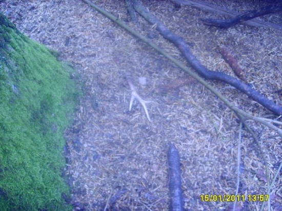 včerejši povolil snich