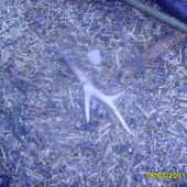 včerejši povolil snich 2