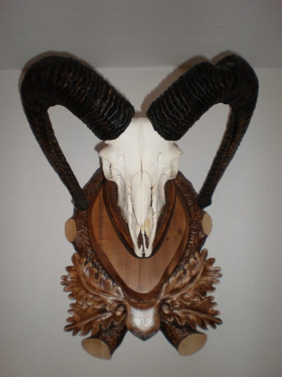 baran