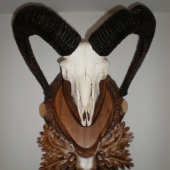 baran