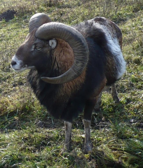 Súkromná obora pána Haduvškého