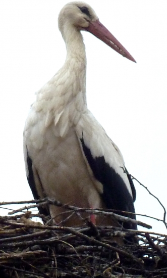 bocianik