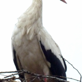 bocianik