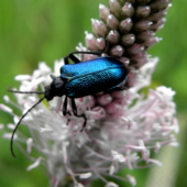 Gaurotes(Carillia)virginea