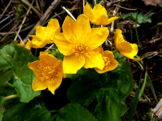 Záružlie močiarna