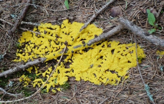 Slizovka žĺtková /(Fuligo septica (L.)