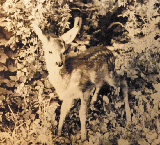 Z dedkového archívu