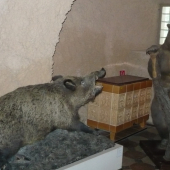 Divak utočí na medveďa