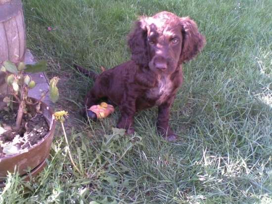 Cézar-nemecký prepeličiar - 3mesiace