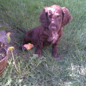 Cézar-nemecký prepeličiar - 3mesiace