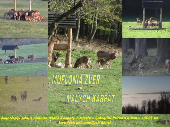 muflonia zver malých karpát