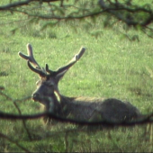 odpočívajúci jeleň (fotka z videa: na potulkách s kamerou)