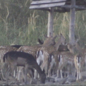 danielky devina (fotka z videa: na potulkách s kamerou)