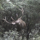 jeden z Kráľov považského Inovca (fotka z videa: na potulkách s kamerou)