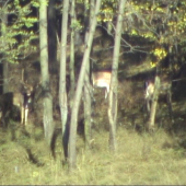 danielia ruja (fotka z videa: na potulkách s kamerou)