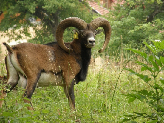 Najstarší v čriede