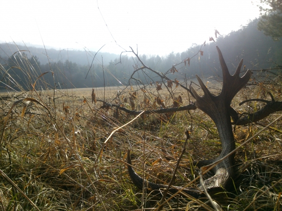 starostlivost ruze prinasa