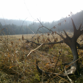 starostlivost ruze prinasa