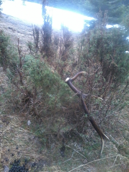 osmáčik na borievke