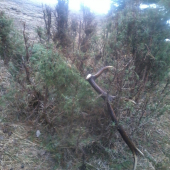 osmáčik na borievke