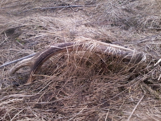 desatoračik minuloročný