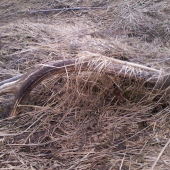 desatoračik minuloročný