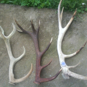 tieto treba nafarbiť