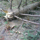 aj takýto poteší,tak ako som ho našiel