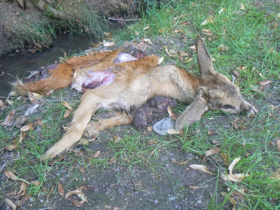 Pri kosení tráv 2010