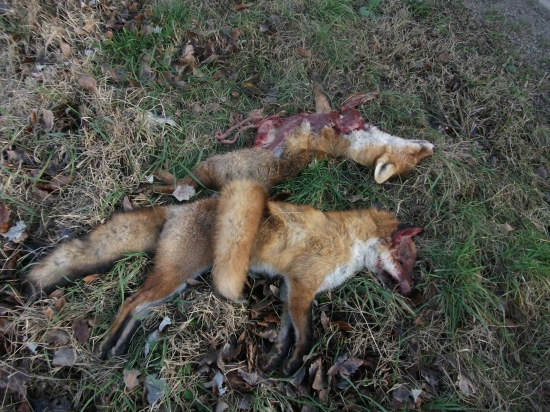 Ráno vošli pod nákladné auto