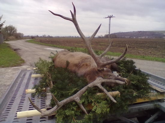 Jeleň k Svätému Hubertovi