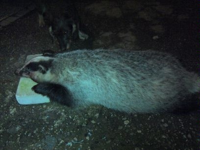 Jazvec lesný váha 22 kg.