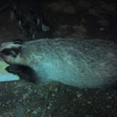 Jazvec lesný váha 22 kg.