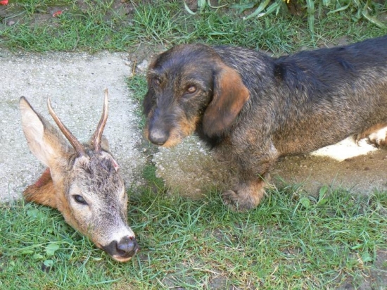 Môj pes po úspešnej dohladávke