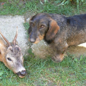 Môj pes po úspešnej dohladávke