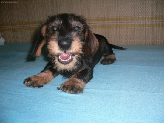 Sučka jazvečíka hrubosrsteho BRENDY