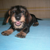 Sučka jazvečíka hrubosrsteho BRENDY