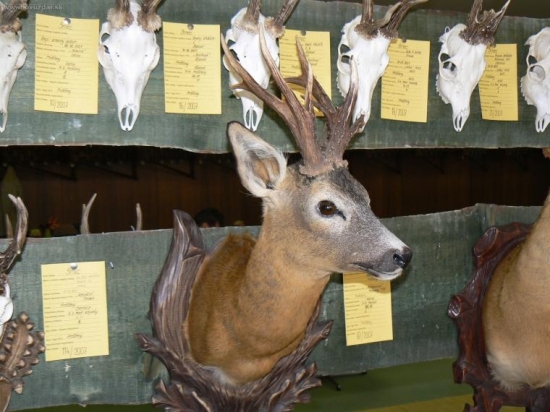 Srnec strelený v našom revíri