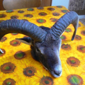 Môj prvý muflon / Silvestrovský/