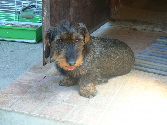 Brita z Kálnickej záhrady