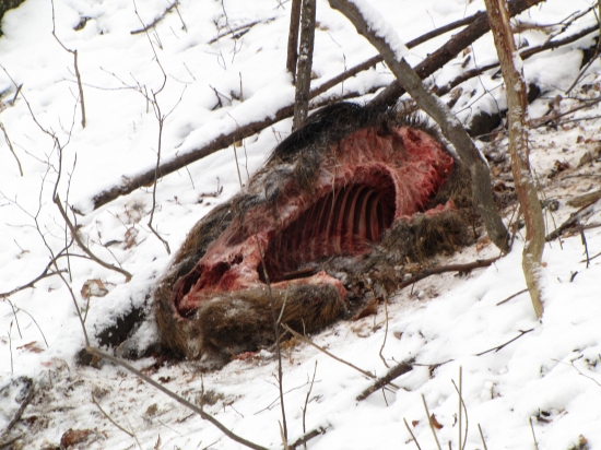 Nedohladaný diviak na spoločnej polovačke