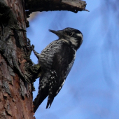 ...čalamada lolo šesťprsty :D...