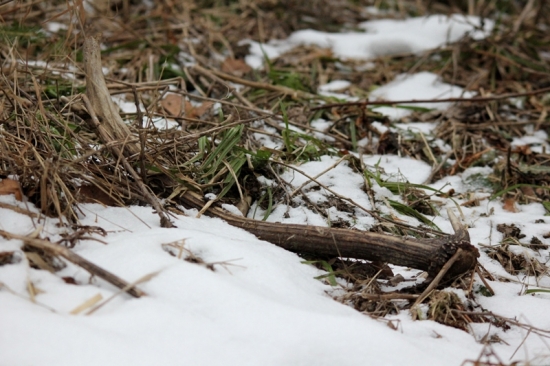 ...prvy tohto roku...