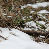 ...prvy tohto roku...