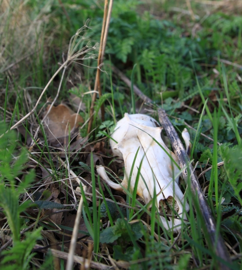 ...prva trofej z Danska...