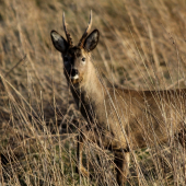 ...na 20 m a este som to pokazil :C ...
